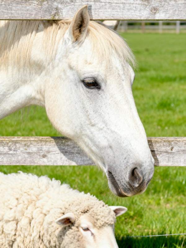 马羊共处田园图片