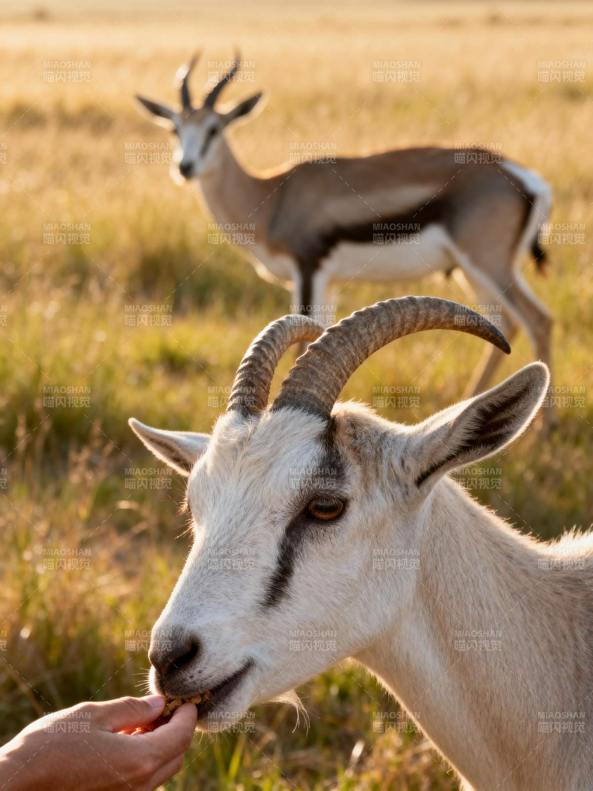 喂食羚羊的瞬间图片