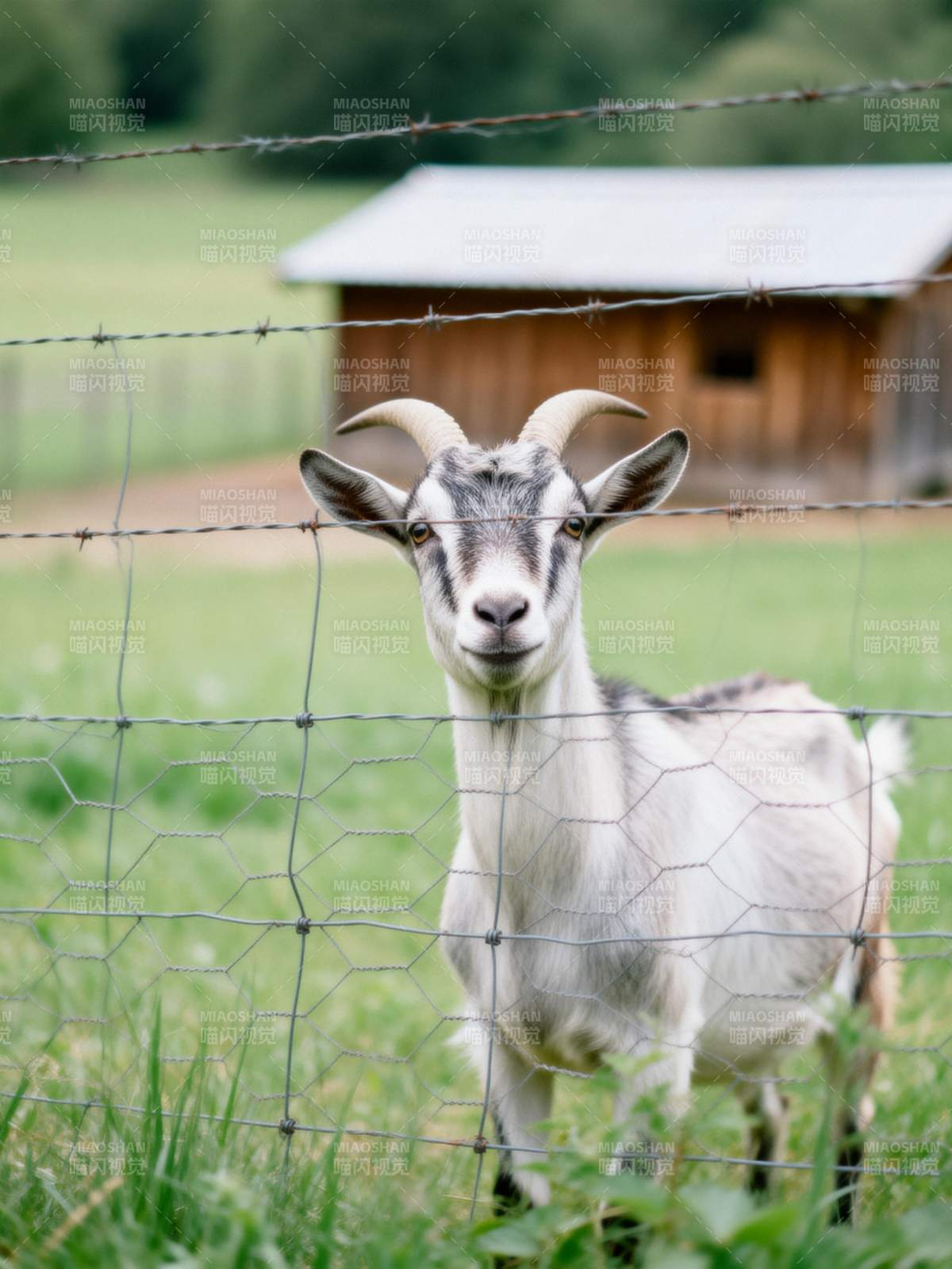 田园山羊静立栅栏前图片