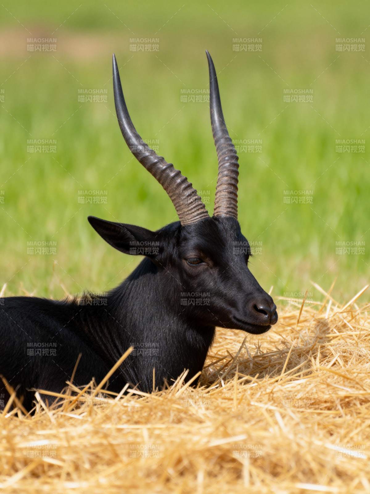 黑羚羊静卧草垛图片