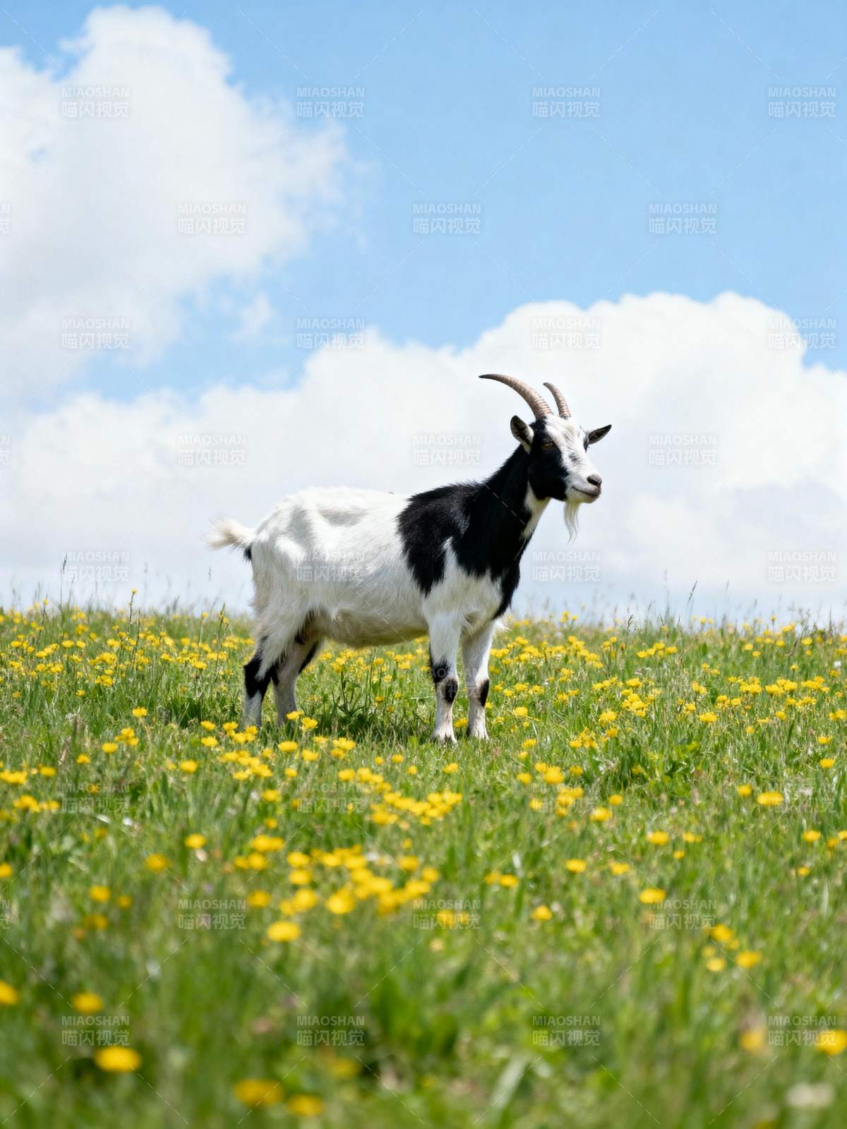 山羊在花田中图片