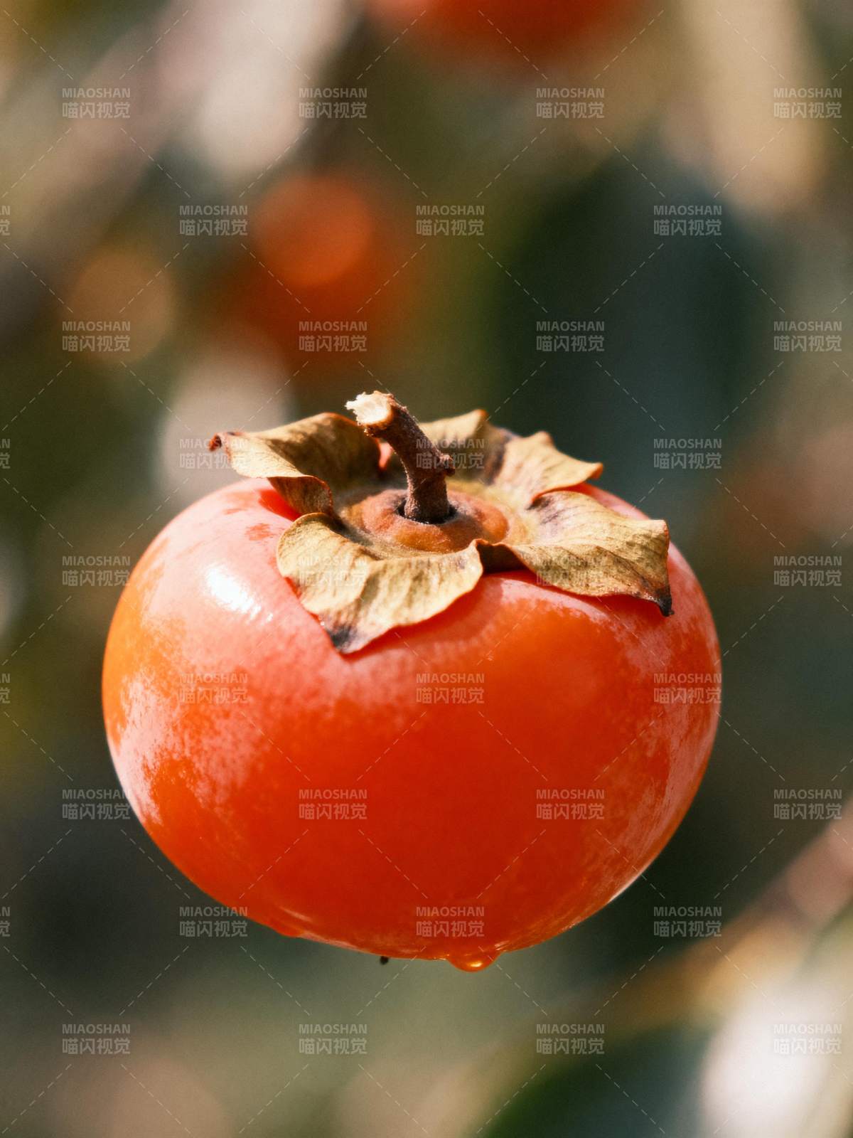 柿子挂枝头图片