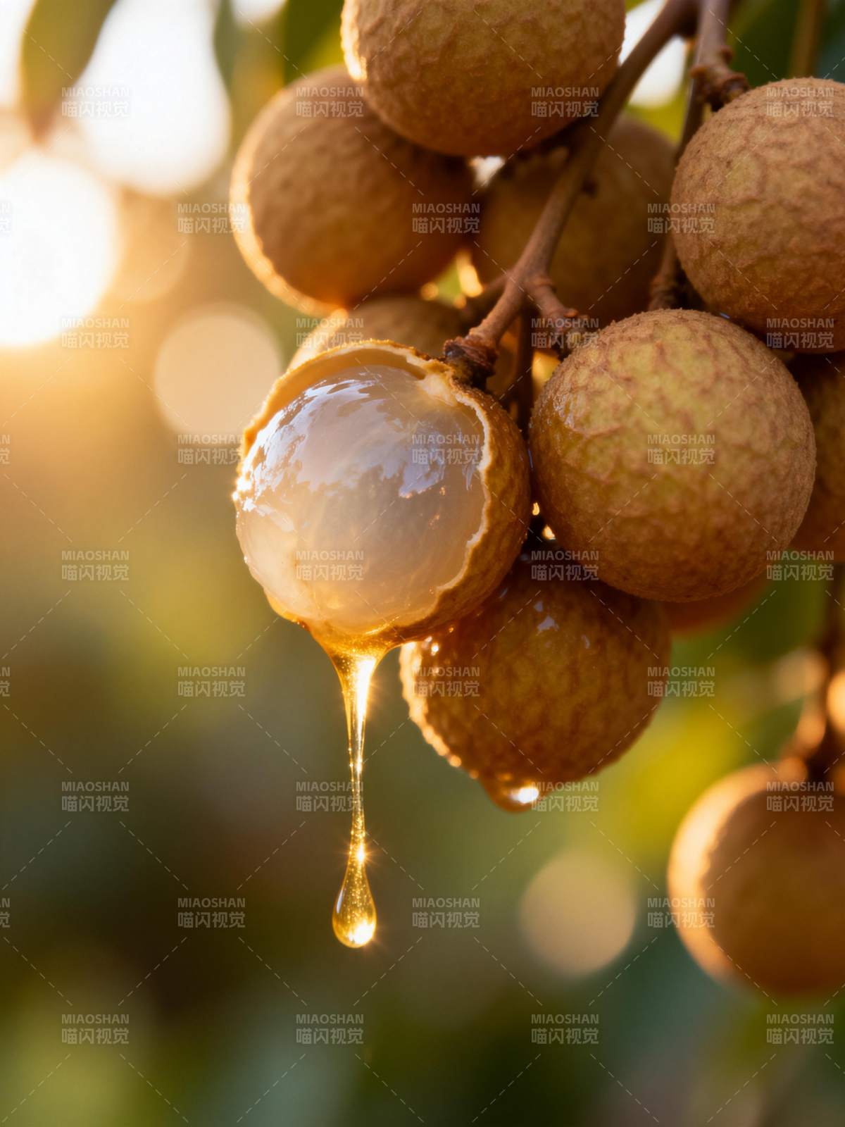龙眼滴露 甘甜诱人图片
