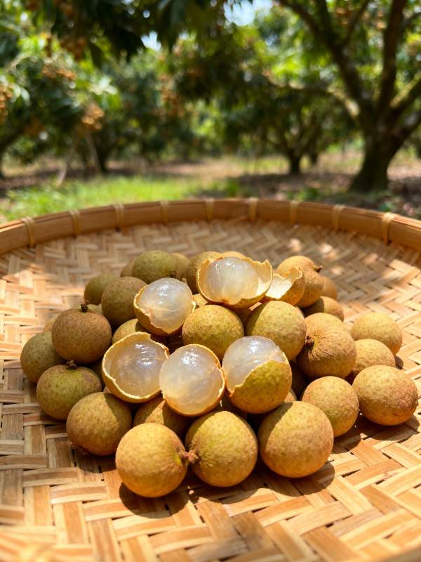 龙眼鲜果满篮香图片