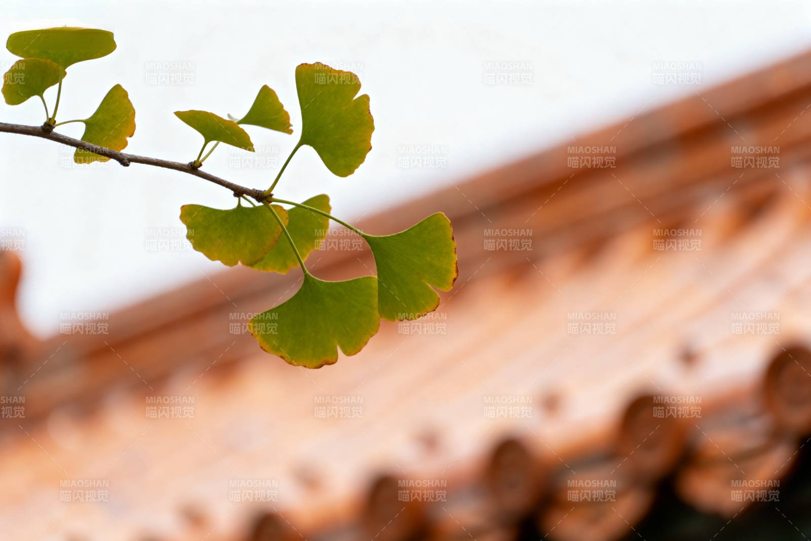 银杏叶与古瓦图片