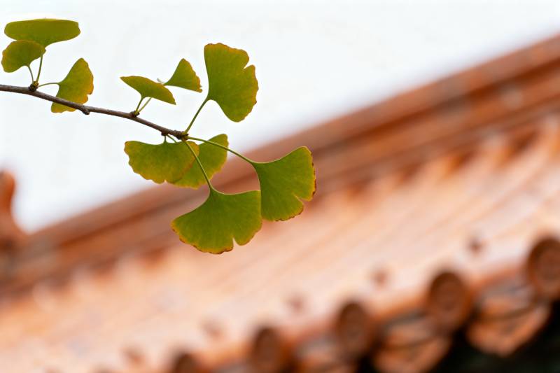 银杏叶与古瓦图片