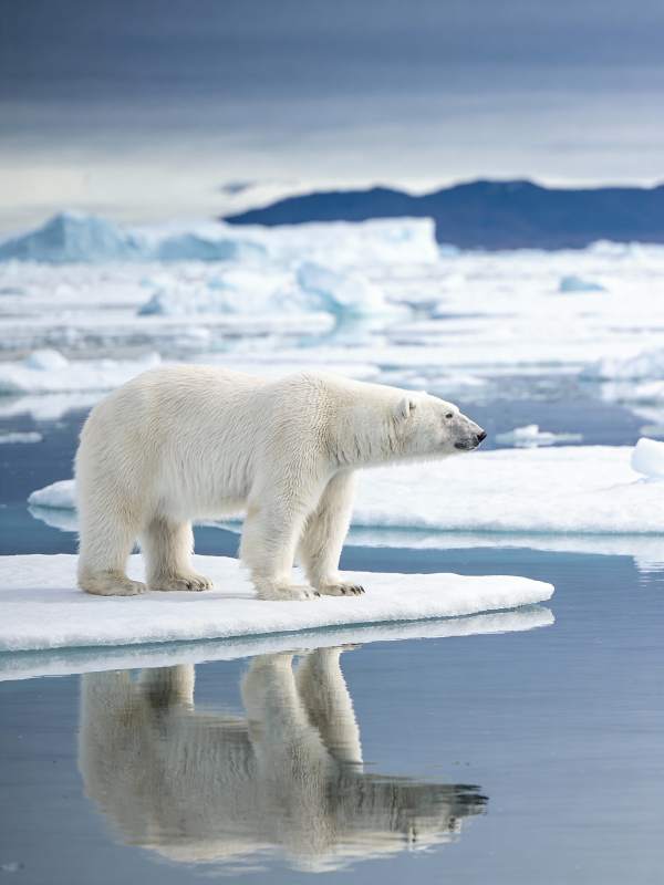 北极熊冰上倒影图片