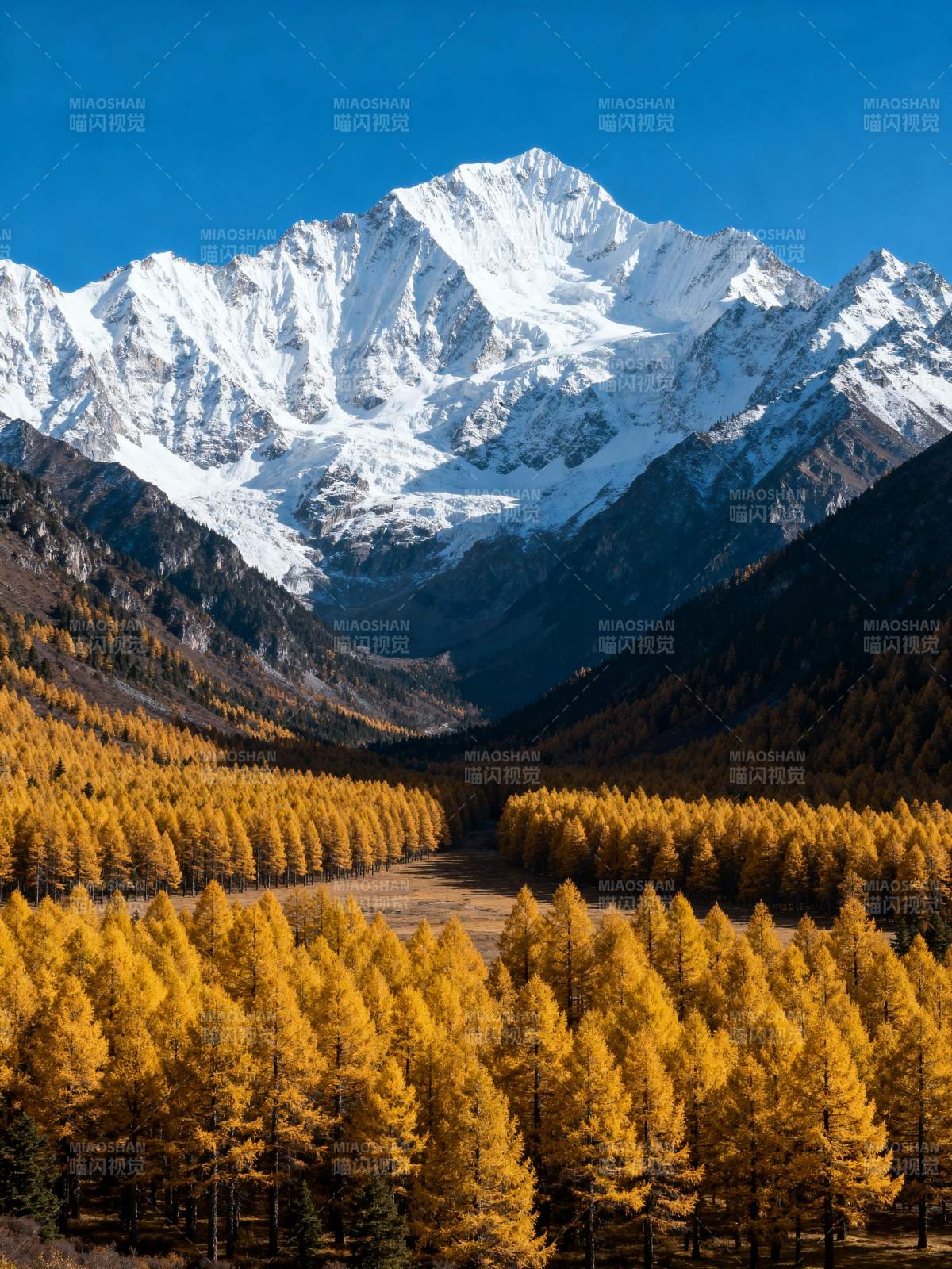 雪山秋林美景图片