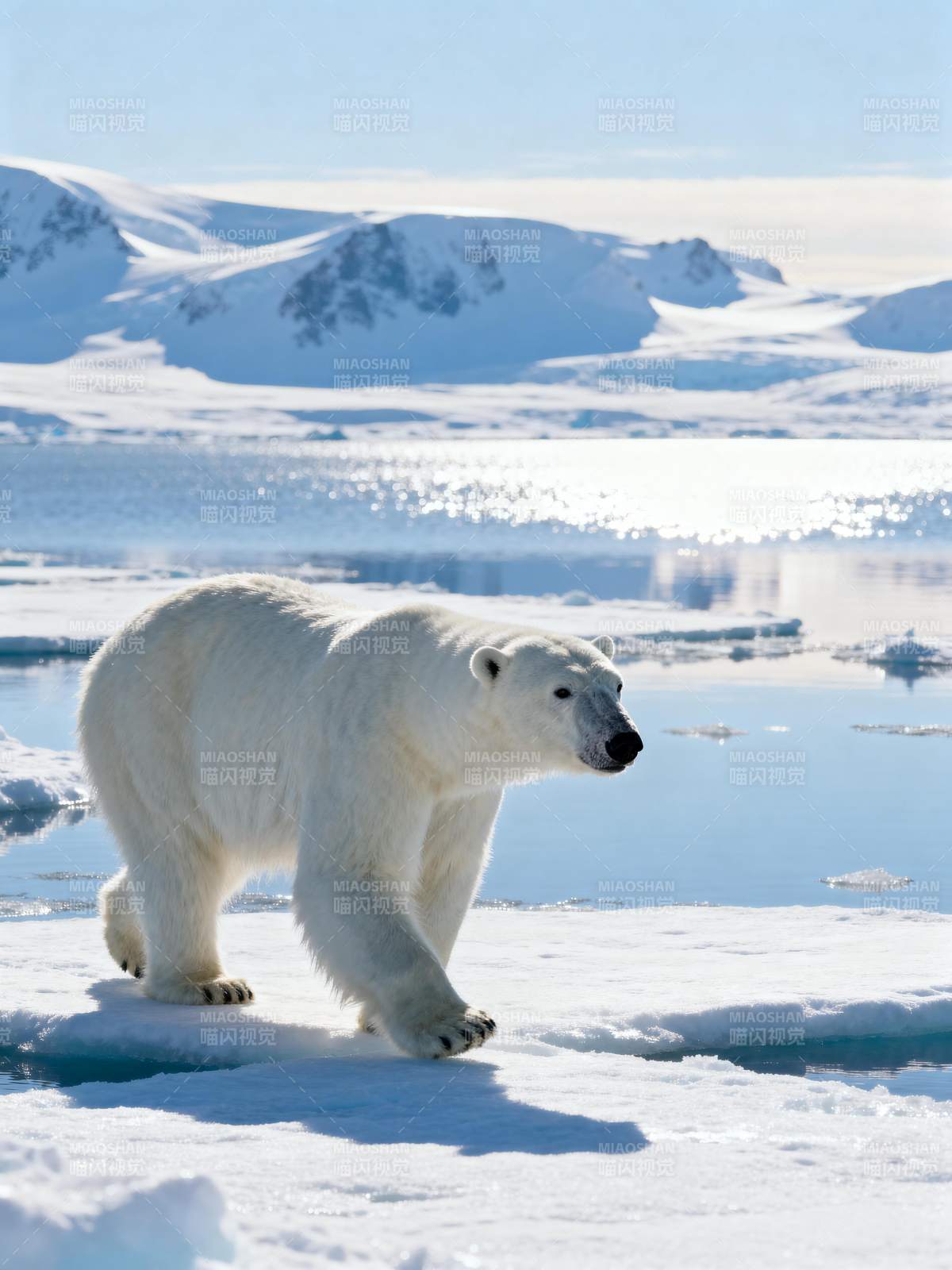 北极熊雪原行图片