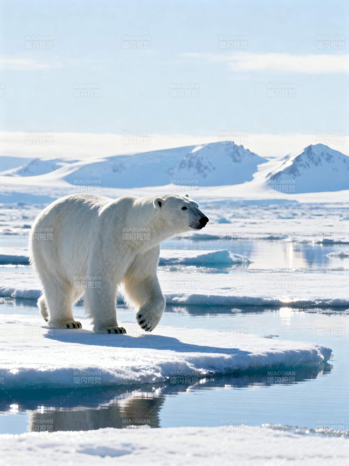 北极熊雪原行图片