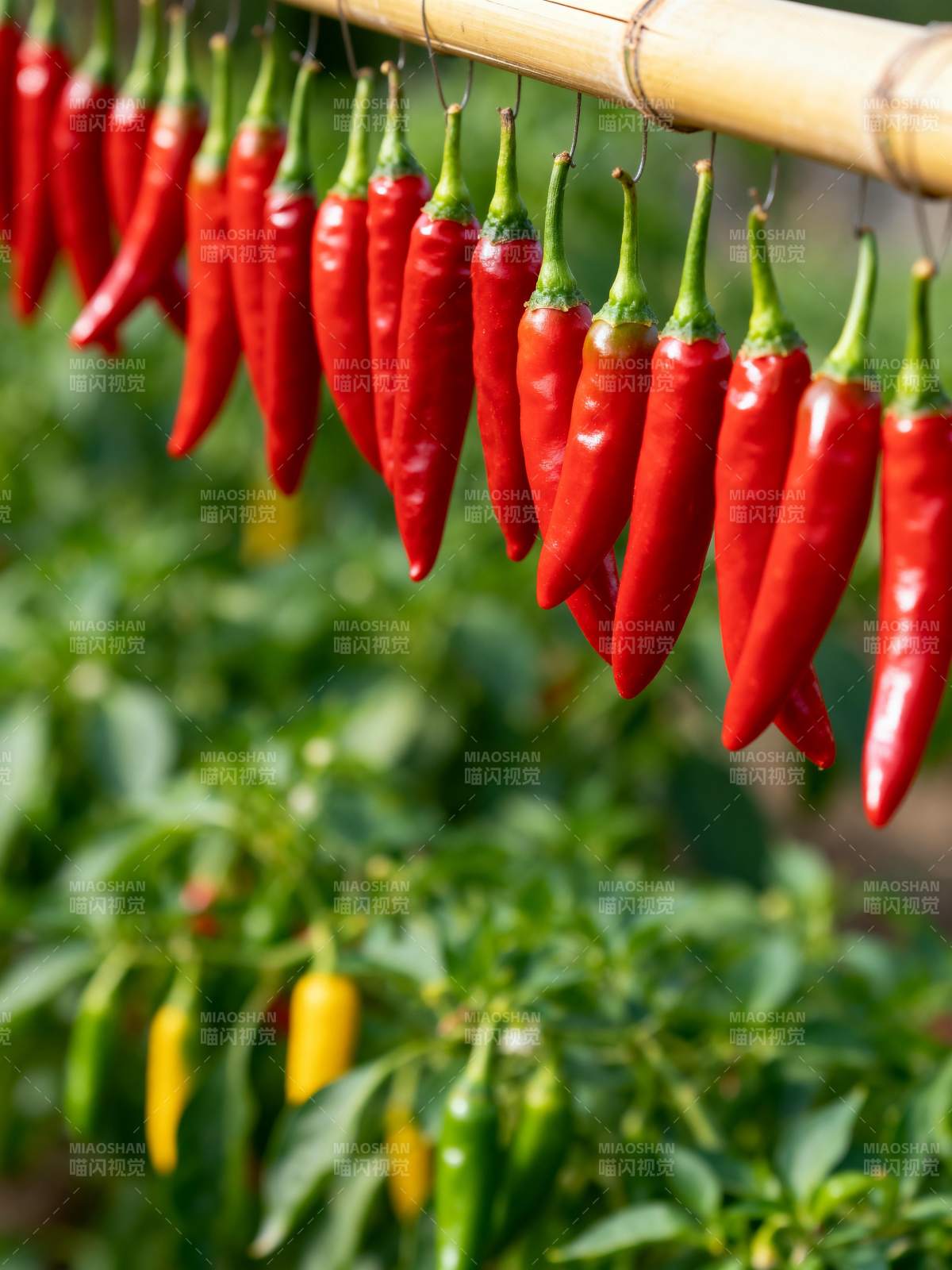 红椒串挂竹竿上图片