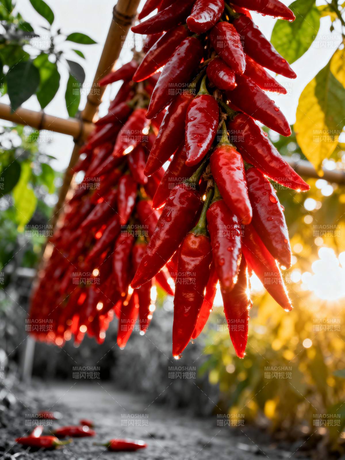 红椒挂枝头图片