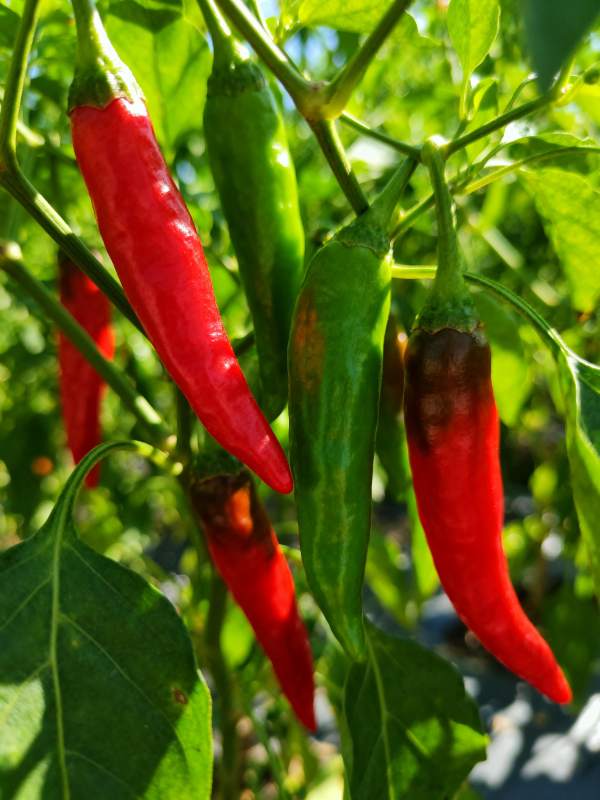 红绿辣椒挂枝头图片
