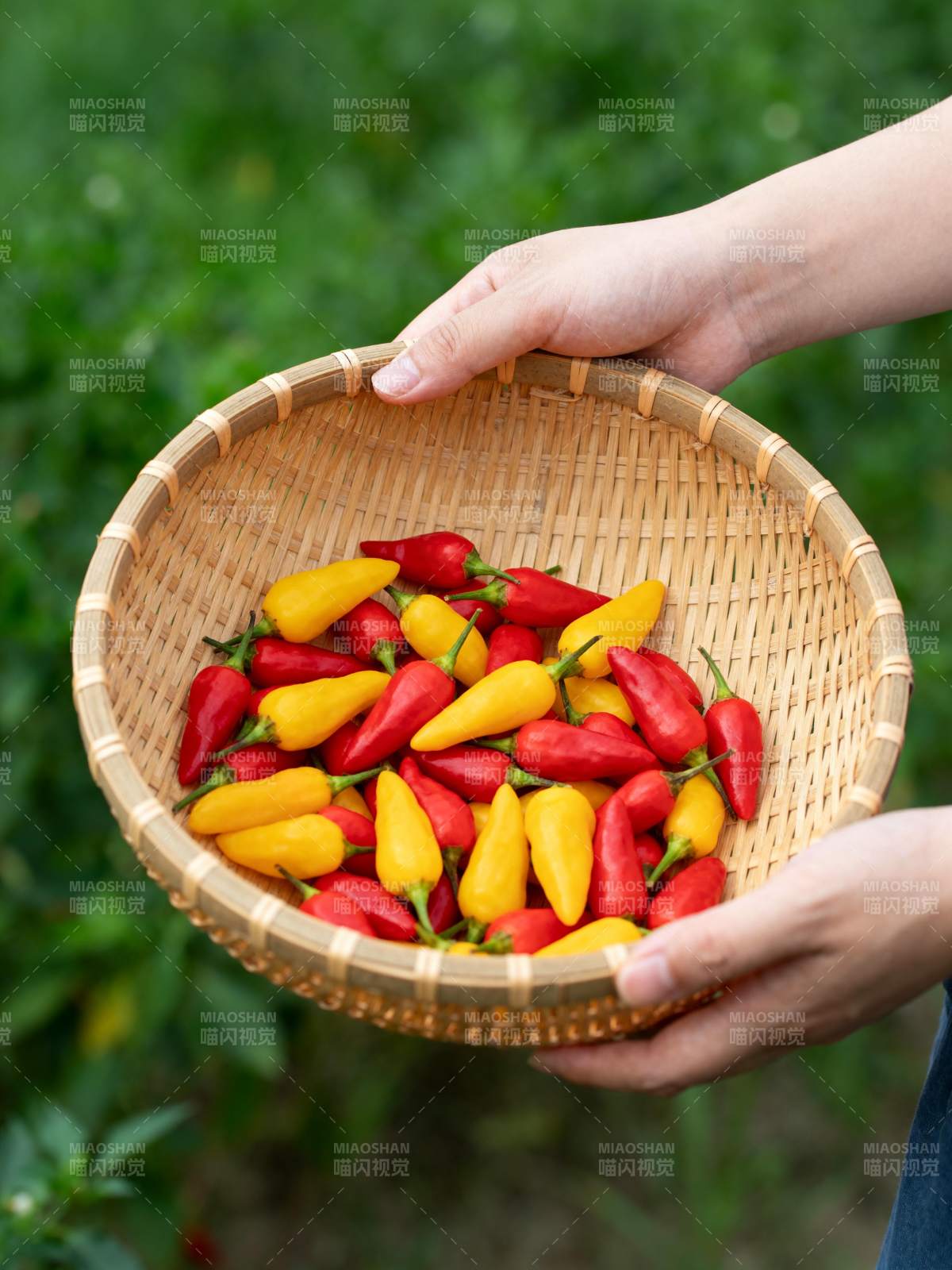 手捧彩椒篮图片