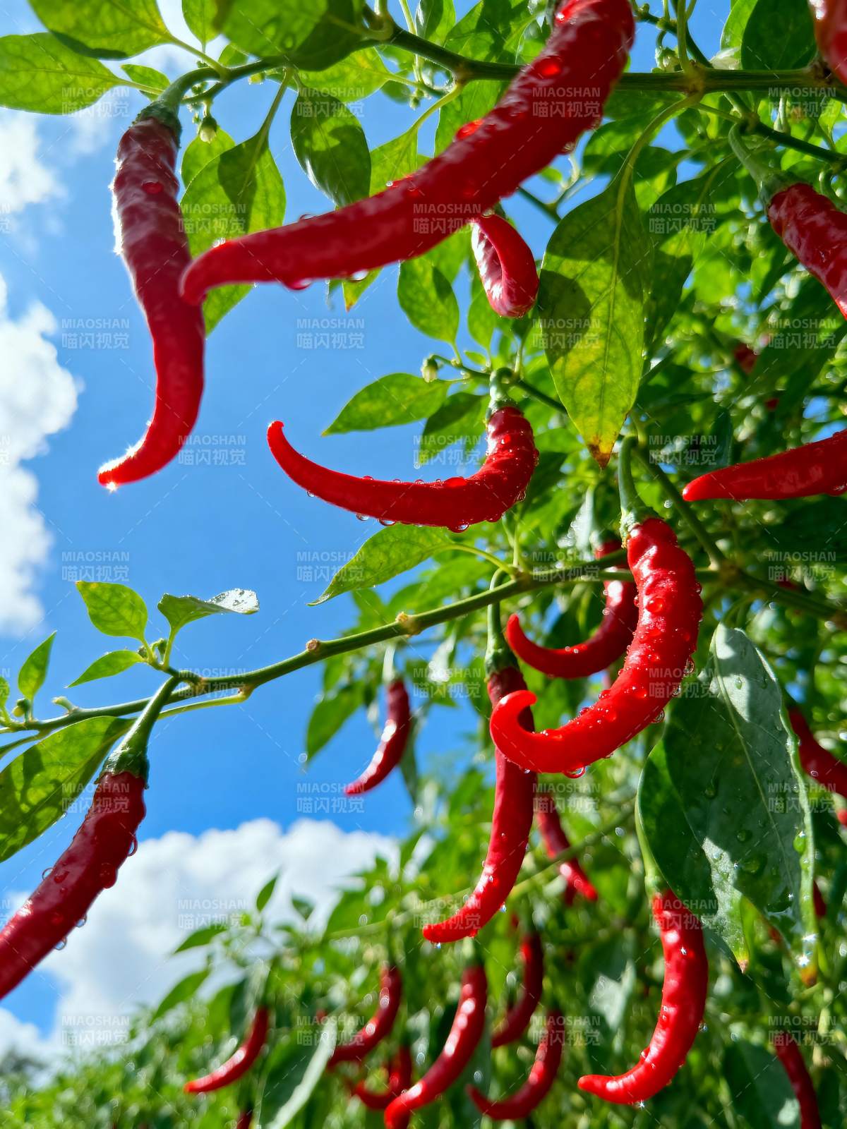 红椒挂枝 绿叶映天图片