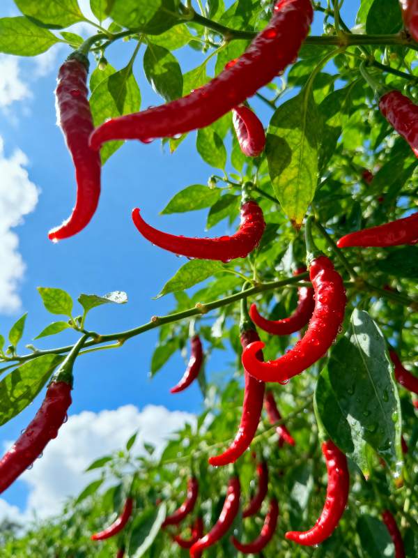 红椒挂枝 绿叶映天图片