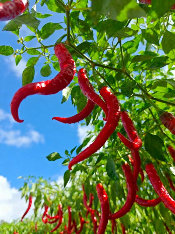 红椒挂枝头图片