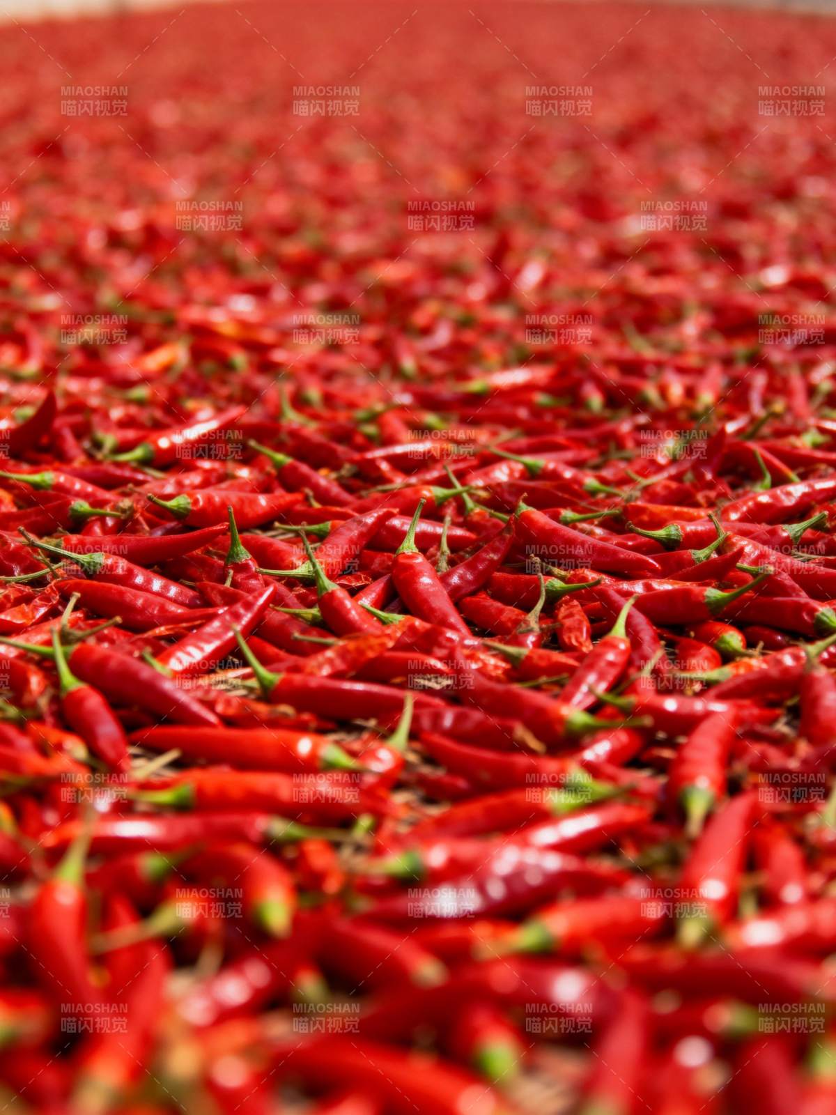 红辣椒铺满大地图片