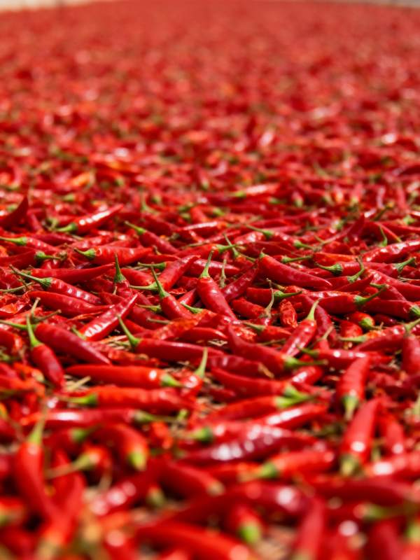 红辣椒铺满大地图片