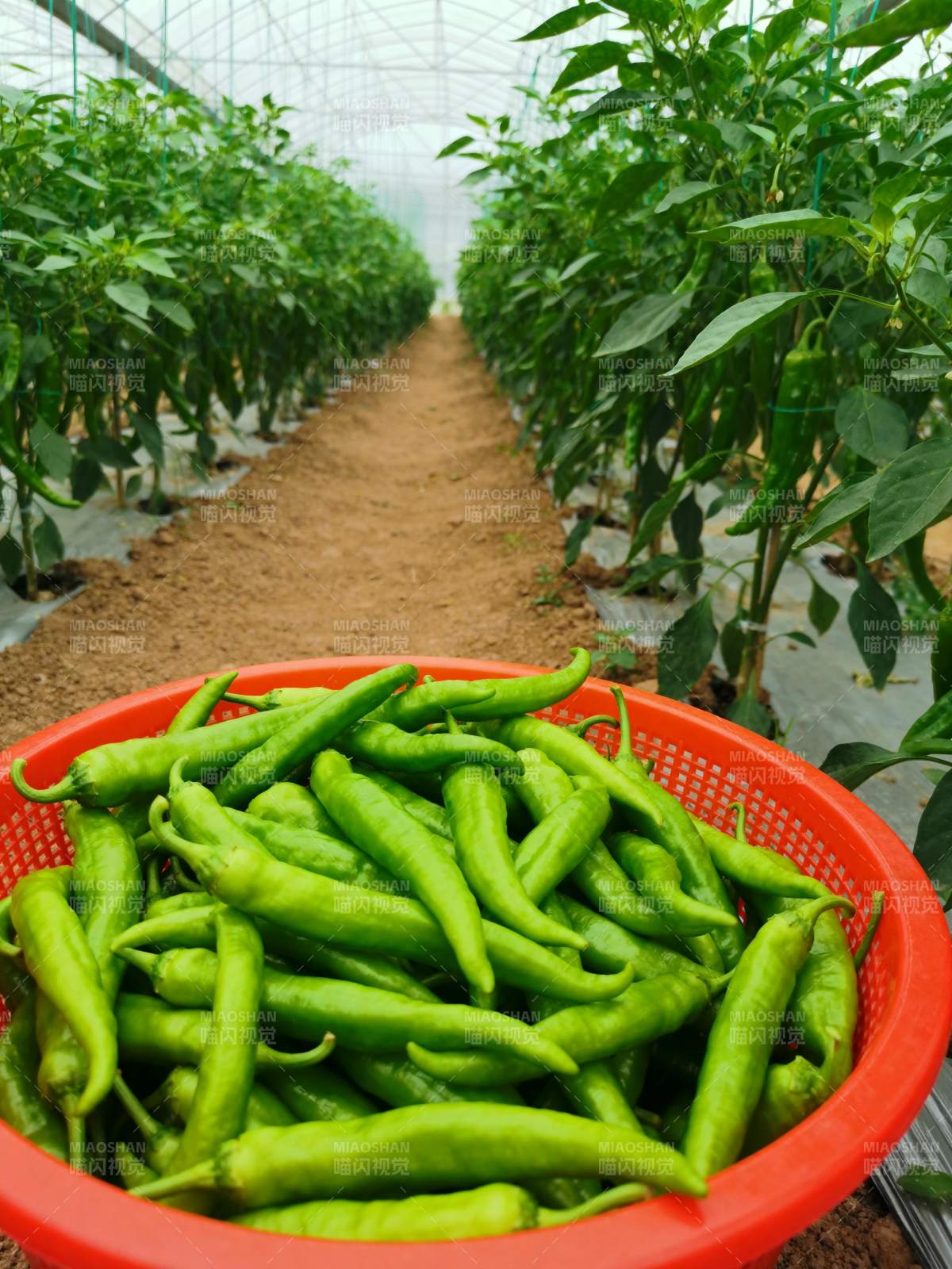 温室青椒丰收图图片