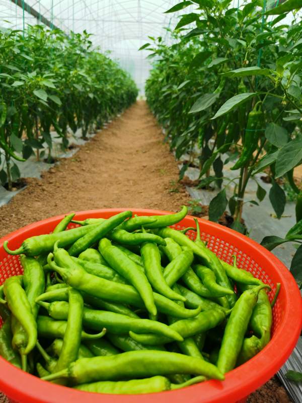 温室青椒丰收图图片