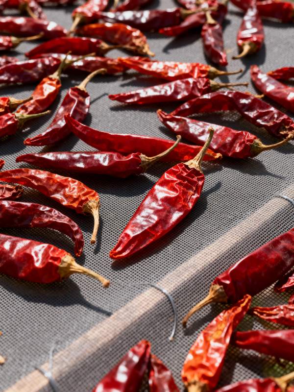 红辣椒晒干中图片