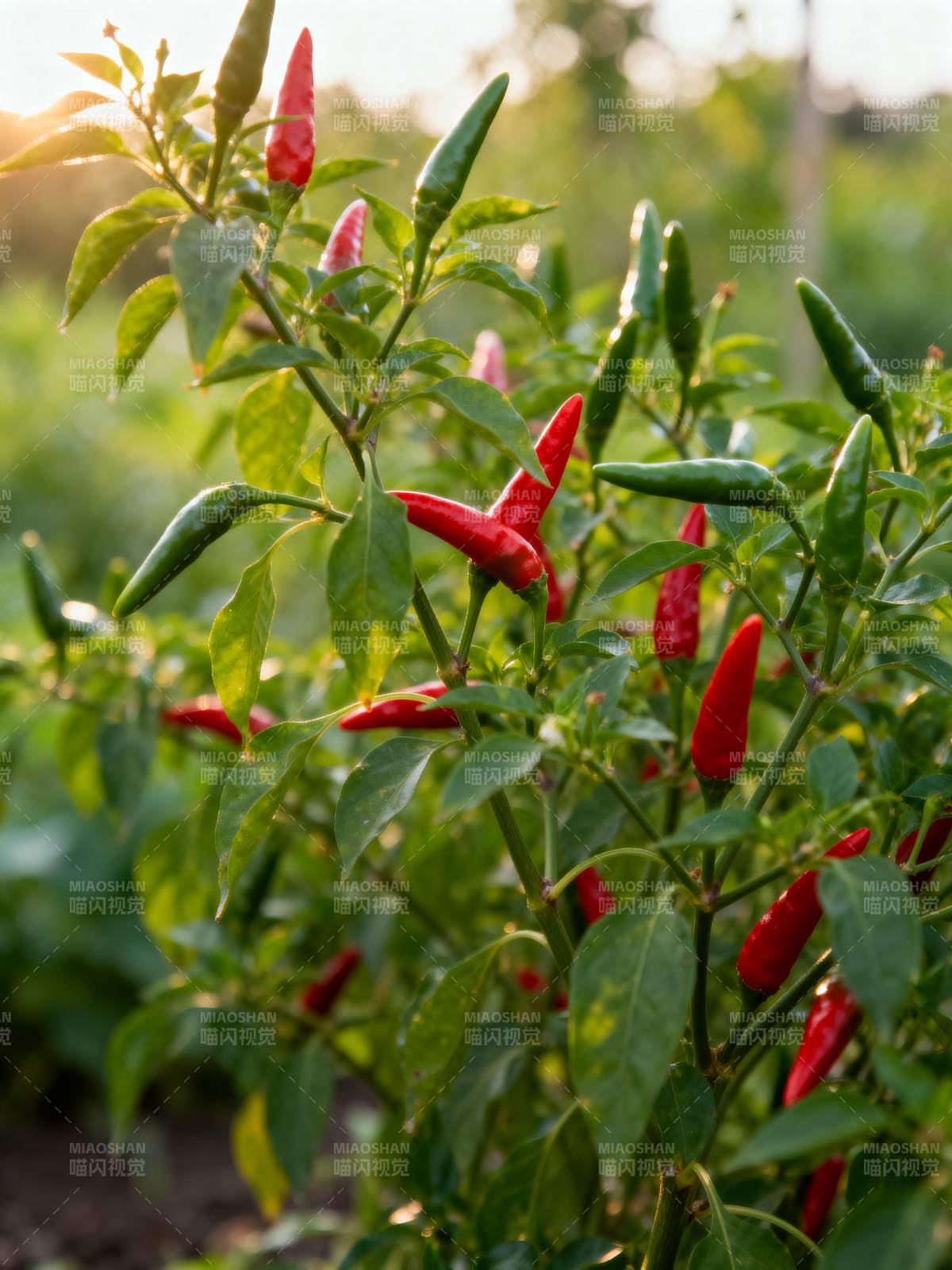 红绿辣椒枝头挂图片