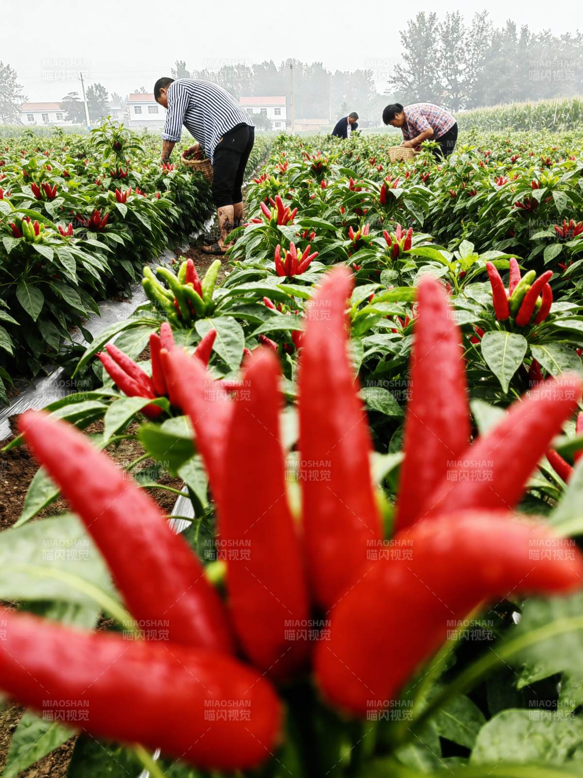 红椒田间采摘忙图片