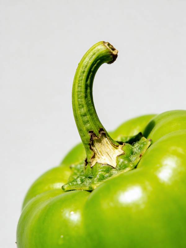 青椒的茎部特写图片