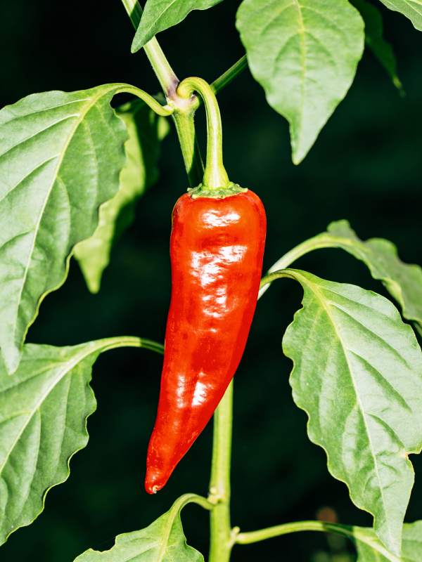 红辣椒挂枝头图片