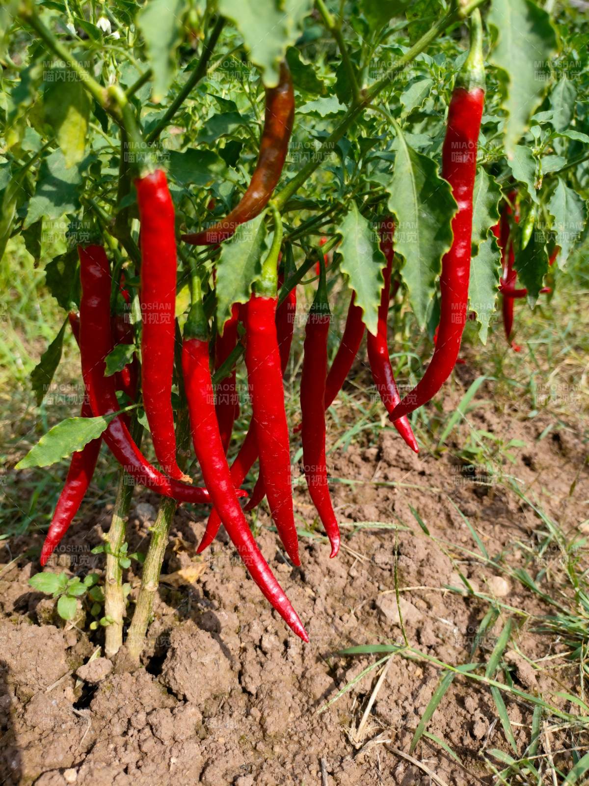 红辣椒挂满枝头图片