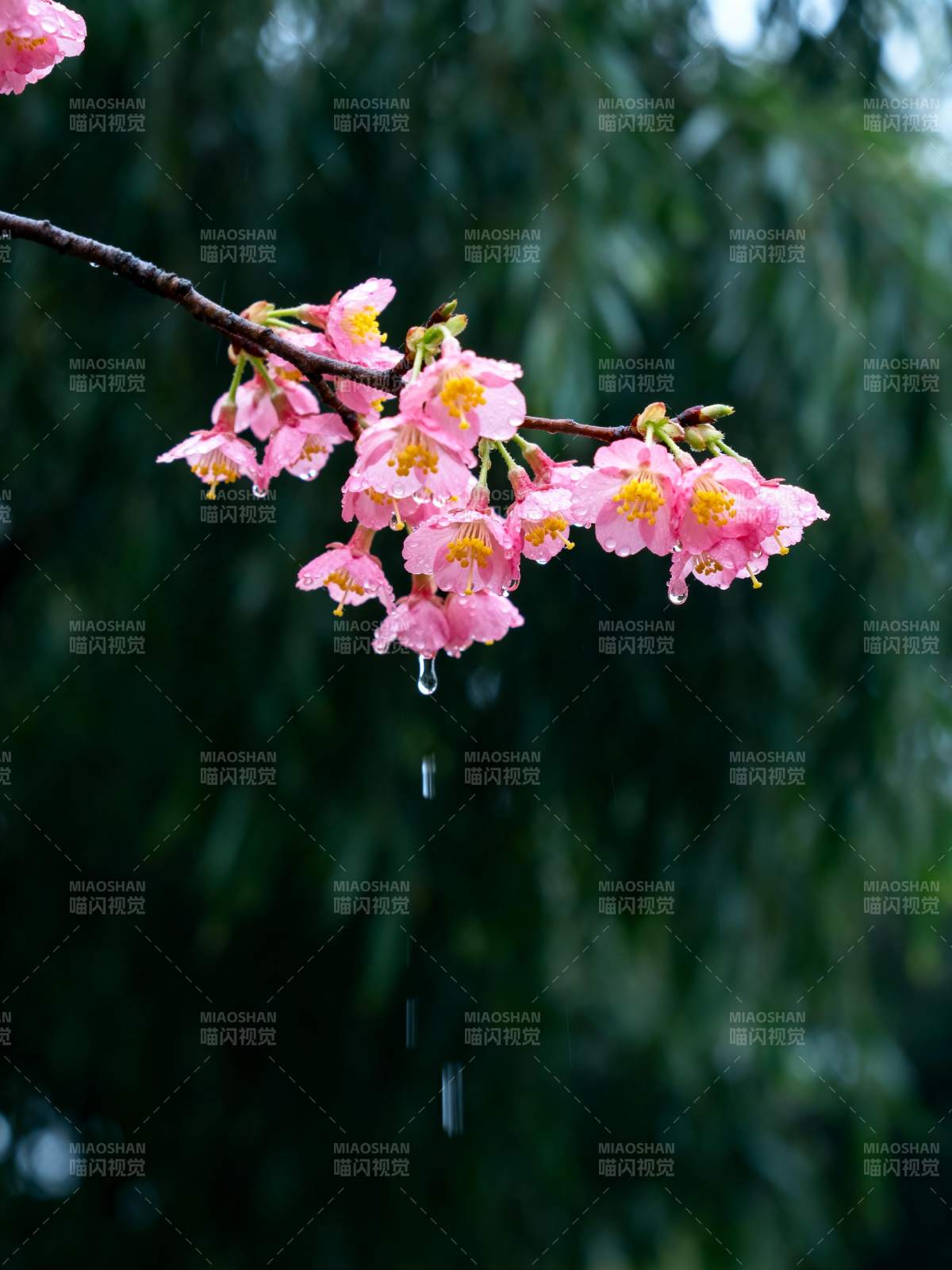 雨中樱花绽放图片