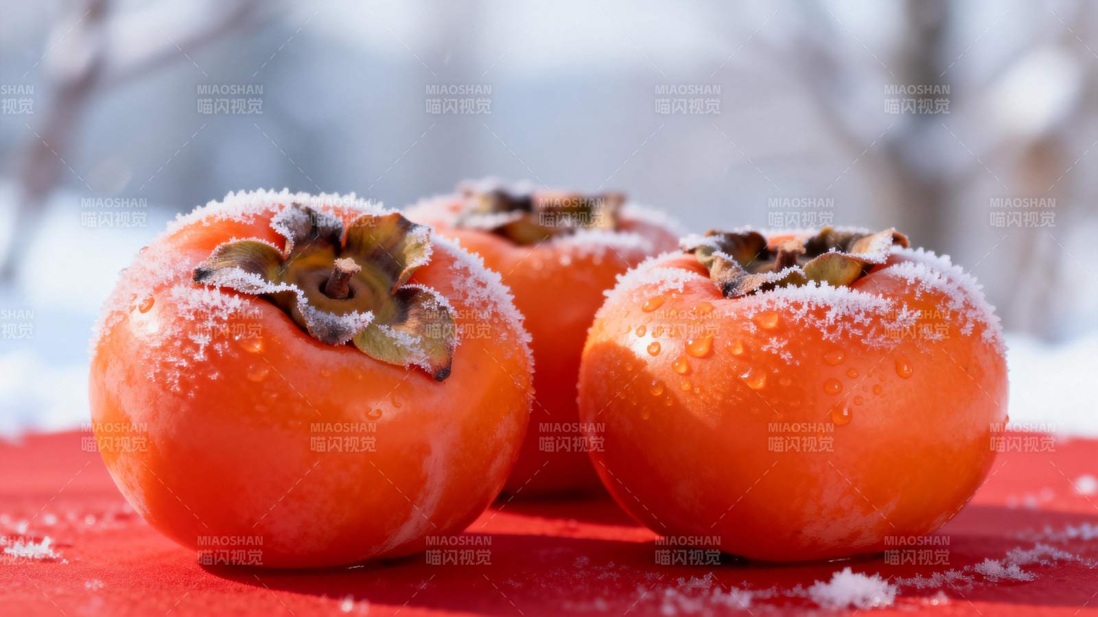 雪中柿子红图片