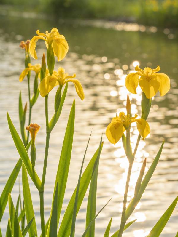 黄鸢尾湖畔绽放图片