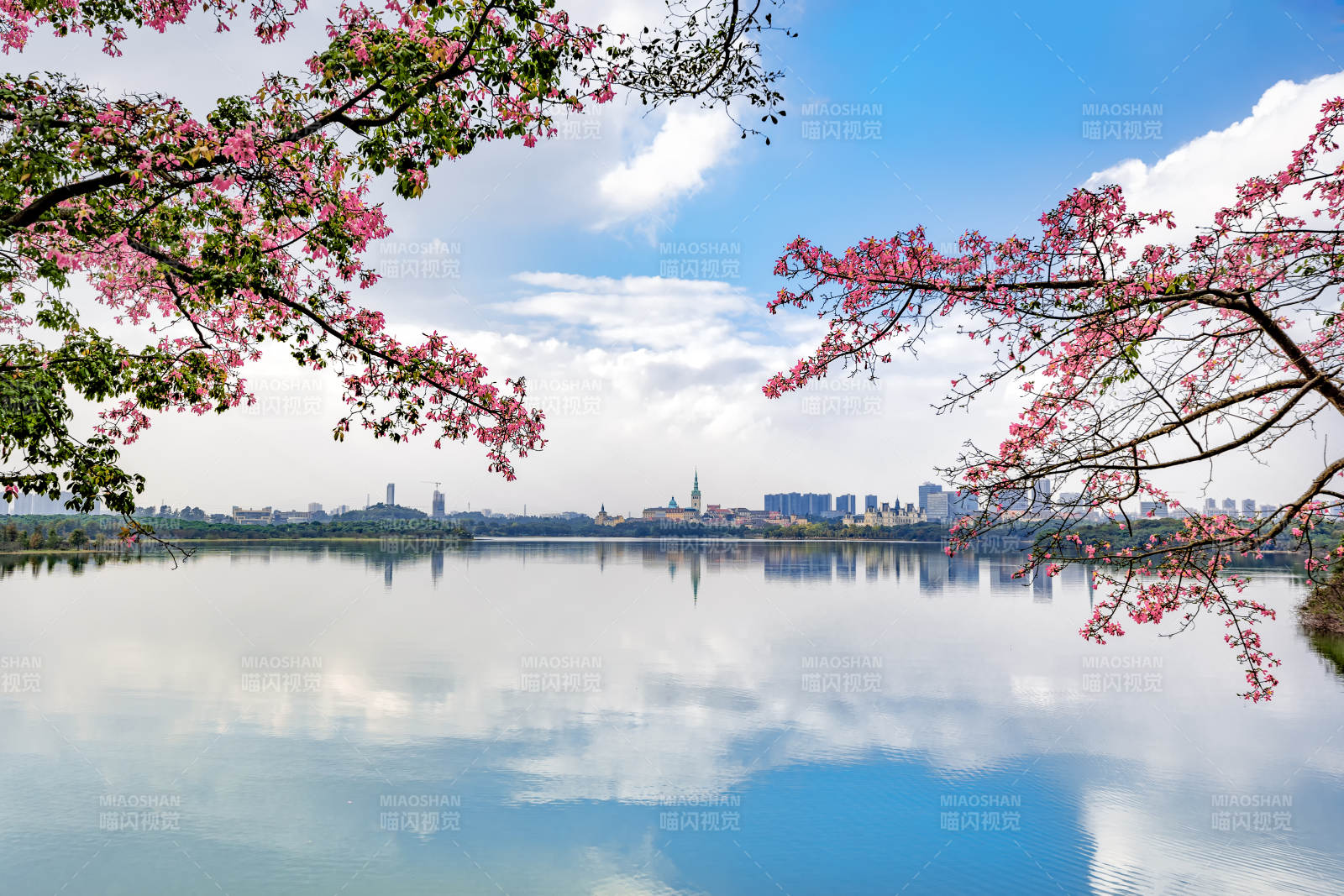 樱花映湖城图片