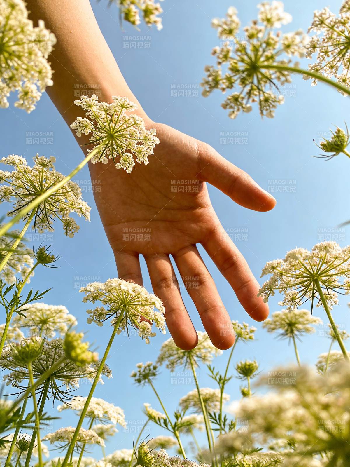 手触花海 蓝天映衬图片