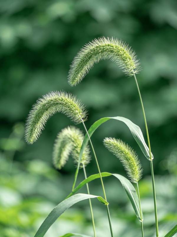 绿穗轻摇风中舞图片