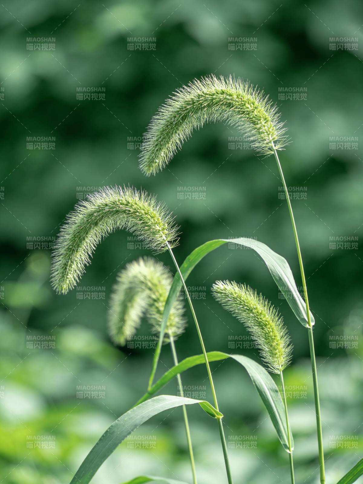 绿穗轻摇风中舞图片