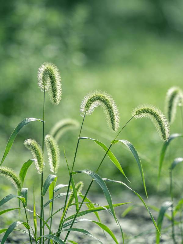 绿草轻摇风中舞图片