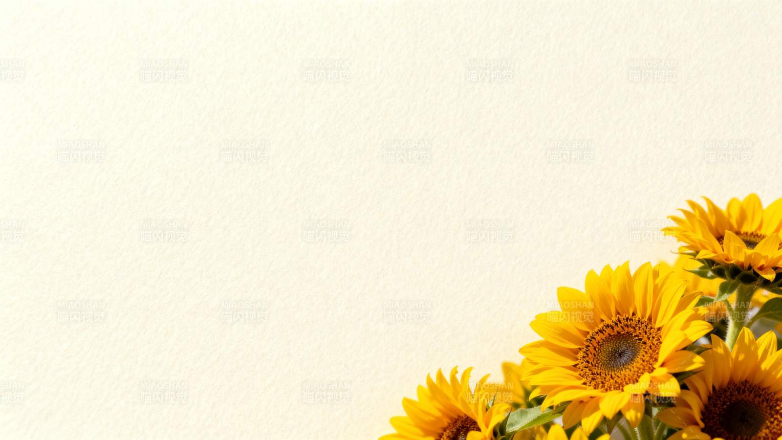 向日葵绽放图片