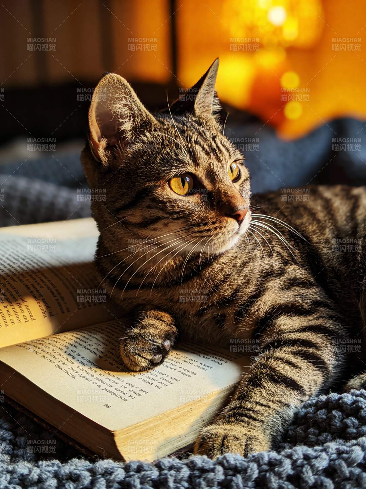 猫咪伴书静读图片