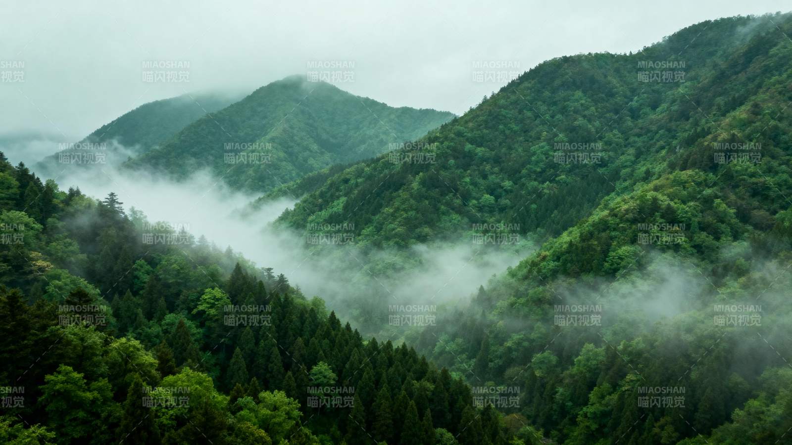 云雾缭绕山林间图片