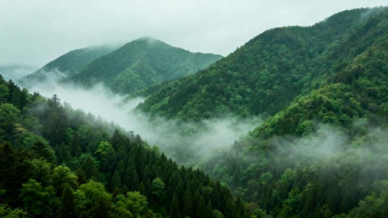 云雾缭绕山林间图片