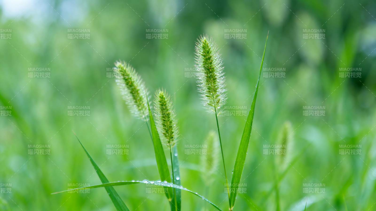 绿草轻摇 生机盎然图片