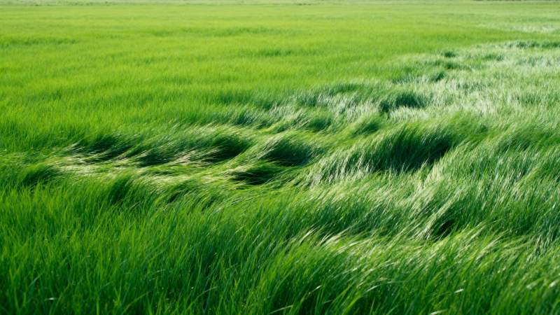 绿野随风舞图片