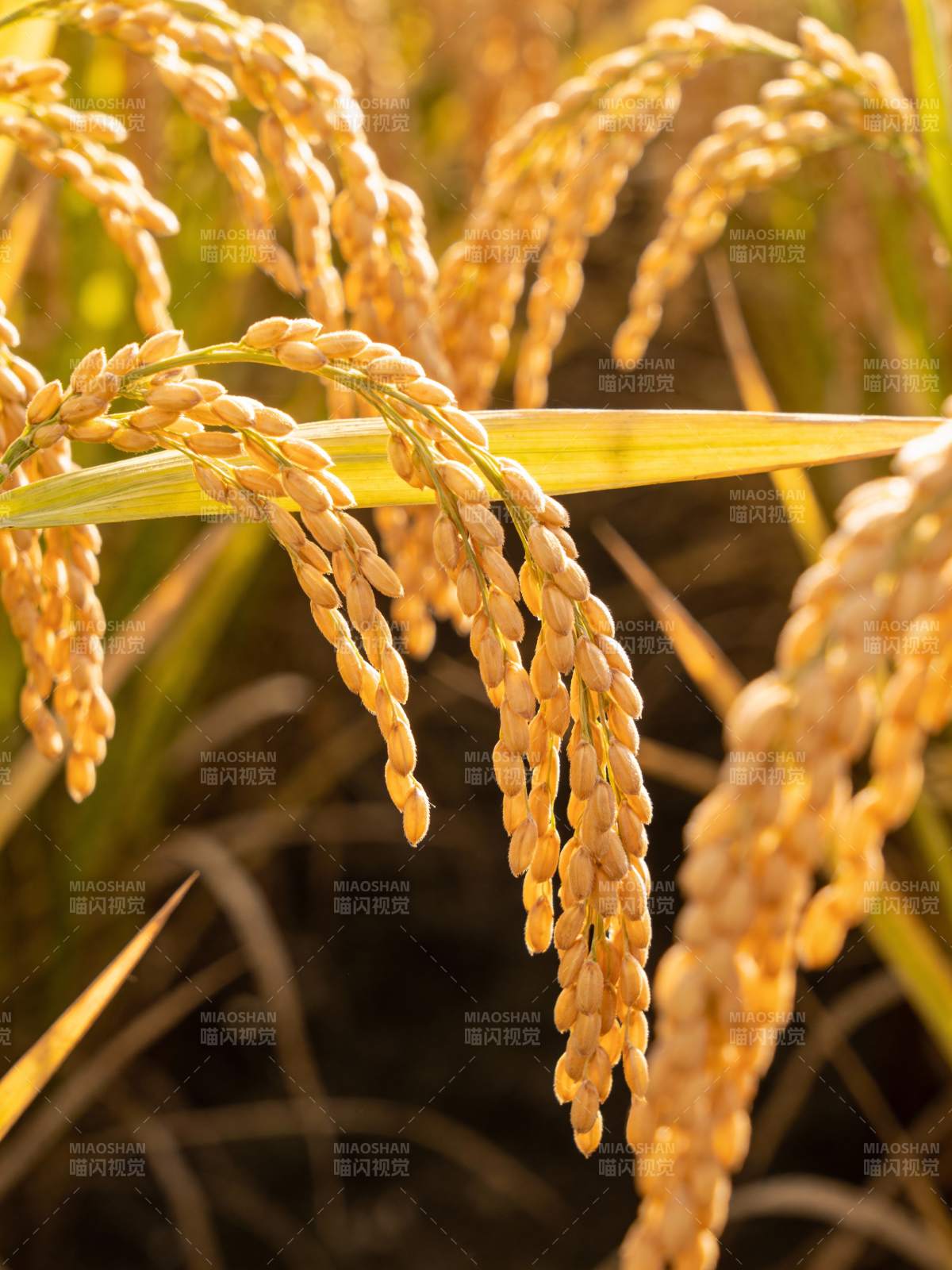 金穗低垂迎秋光图片