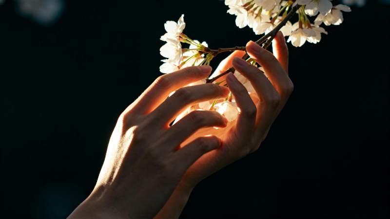 手捧樱花 光影温柔图片