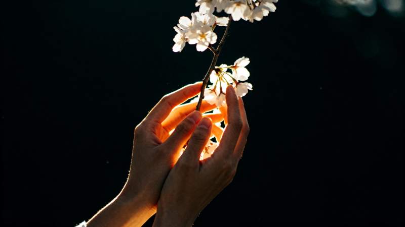手捧樱花 光影温柔图片