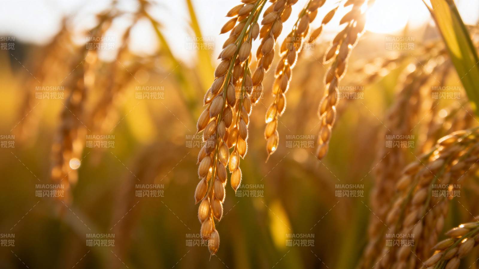 金秋稻穗丰收景图片
