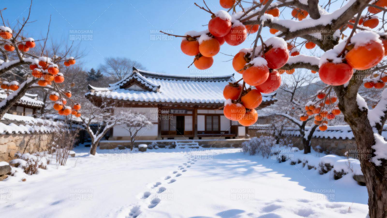 雪中柿子红图片